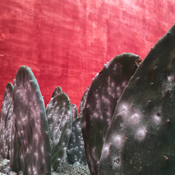 Cochineal (Dactylopius coccus)