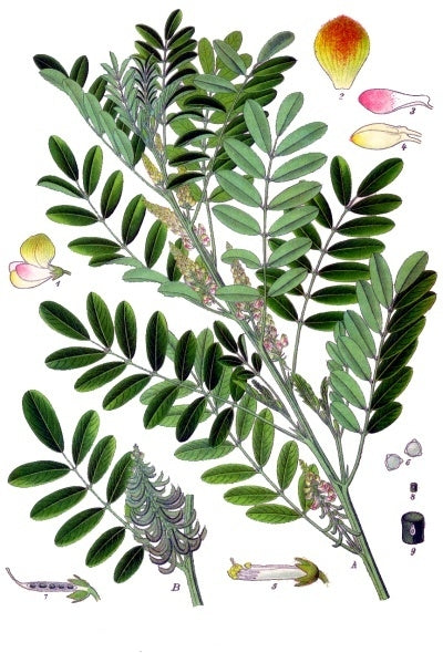 Natural Indigo Powder, US Grown