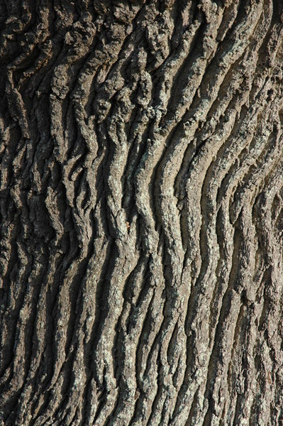 Gangi Mokume Shibori Tenugui